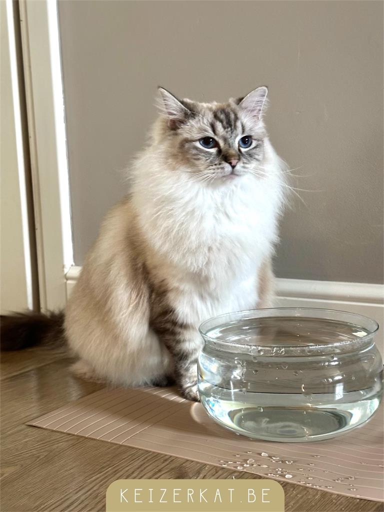 eZy Watermark_09-08-2024_02-54-55-0720PM