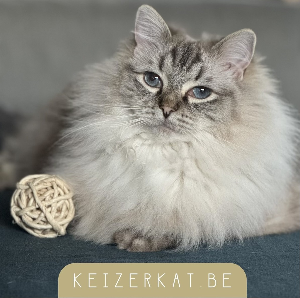 eZy Watermark_12-11-2025_11-32-23-9850AM