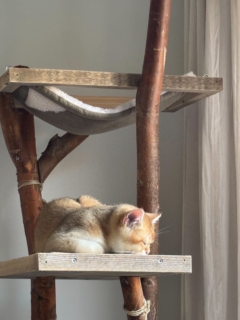 C1BA3511-A3E0-430F-8FA3-C860CB1AB56D