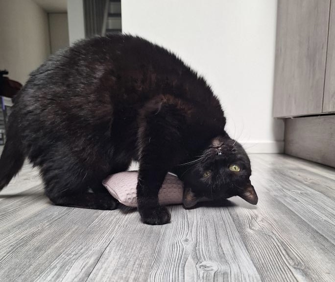 BA8111DF-43CA-4079-A5D0-205DF3C56679