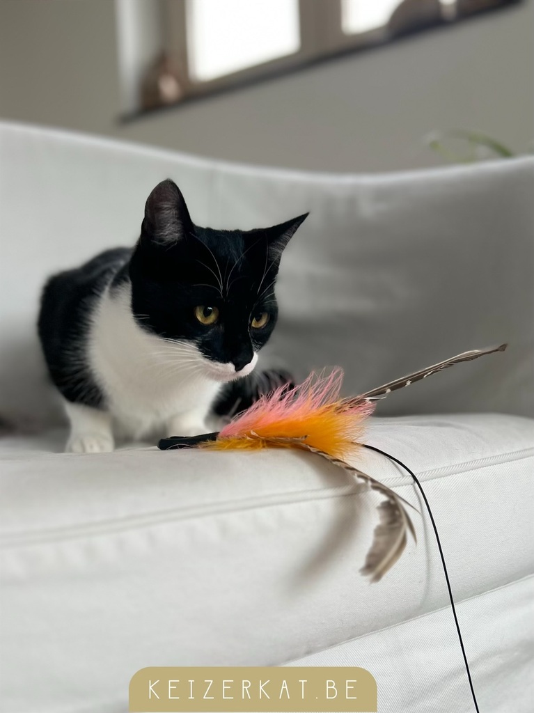 eZy Watermark_09-08-2024_03-41-08-9710PM