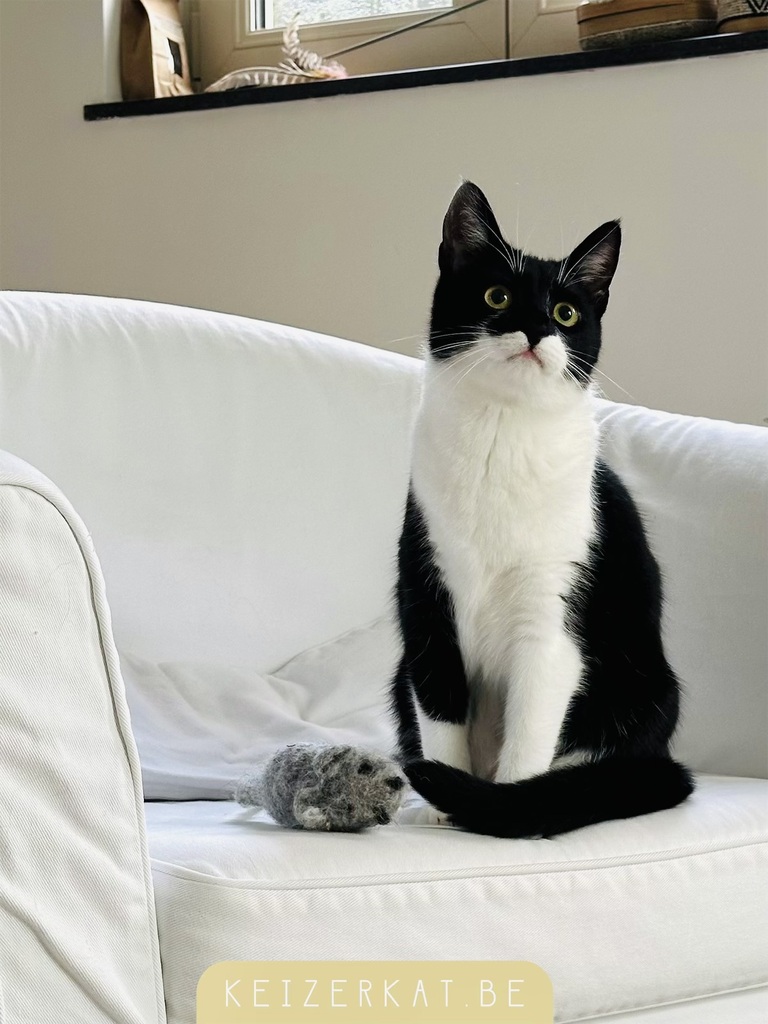 eZy Watermark_10-07-2024_12-19-37-1340PM